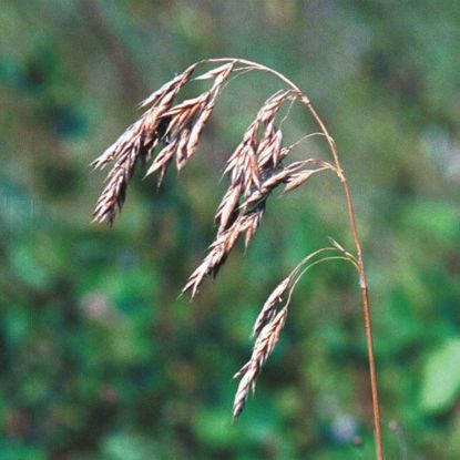 Fringed Brome Grass - Seed