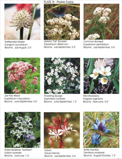 Photos of Wildflowers