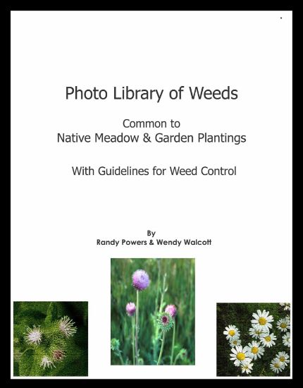 Picture of Photo Library of Weeds