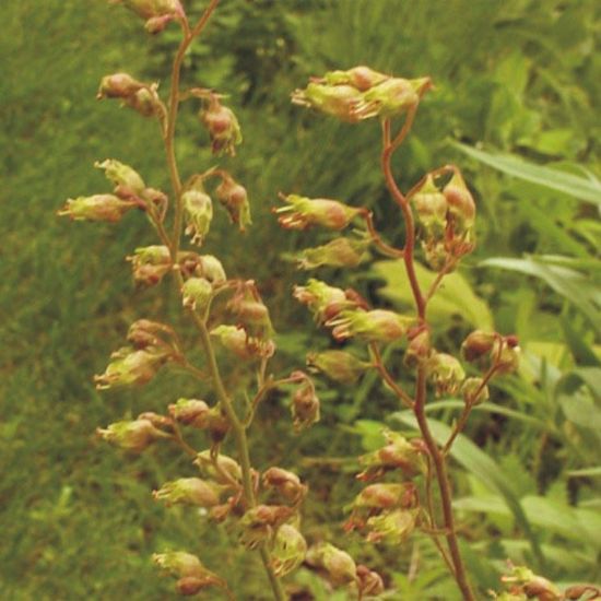 Picture of Alumroot - Seed