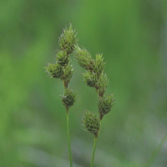 Picture of Bicknell's Sedge - Seed
