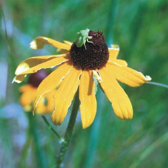 Picture of Black-eyed Susan - Seed