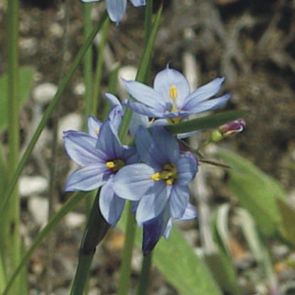 Picture of Blue Eyed Grass - Seed