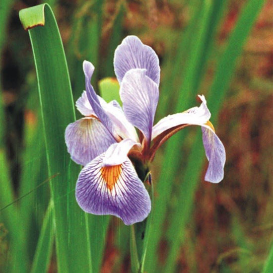 Picture of Blue Flag Iris - Seed
