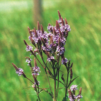 Picture of Blue Vervain - Seed