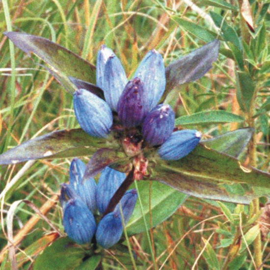 Picture of Bottle Gentian - Seed