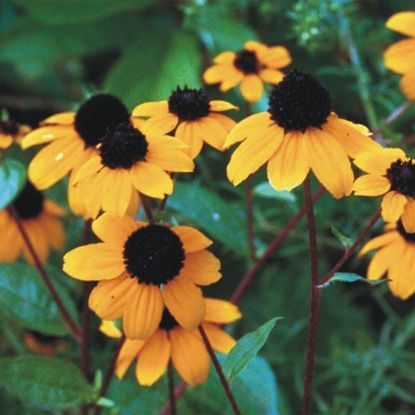 Picture of Brown-Eyed Susan - Seed