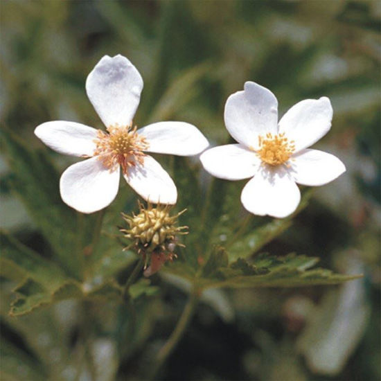 Picture of Canada Anemone - Seed
