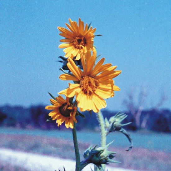 Picture of Compass Plant - Seed
