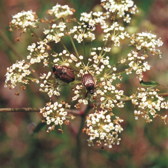 Picture of Cowbane - Seed