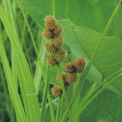 Picture of Crested Oval Sedge - Seed