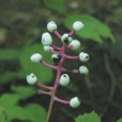 Picture of White Baneberry - Seed