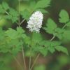 Picture of White Baneberry - Seed