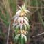 Picture of Dotted Mint  - Seed