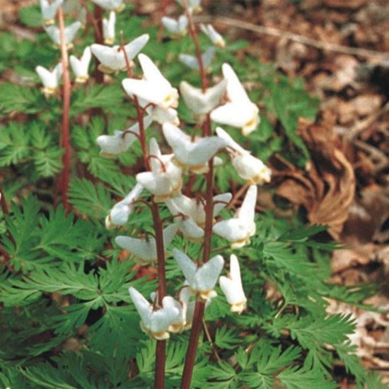 Picture of Dutchman's Breeches - Seed