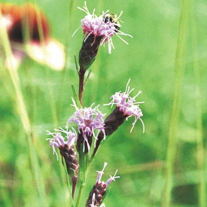 Picture of Dwarf Blazing Star - Seed