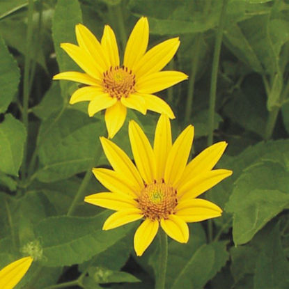 Picture of Early Sunflower - Seed