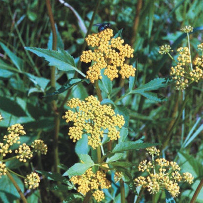 Picture of Golden Alexanders - Seed
