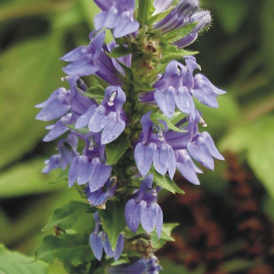 Picture of Great Blue Lobelia - Seed
