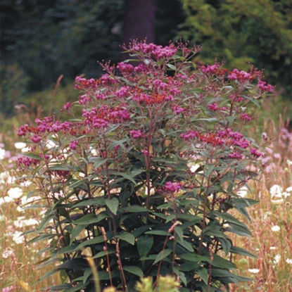 Picture of Ironweed - Seed