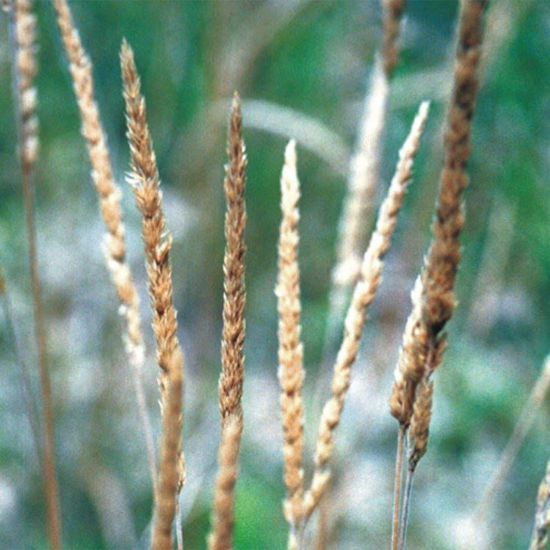 Picture of June Grass - Seed