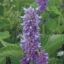 Picture of Lavender Hyssop - Seed