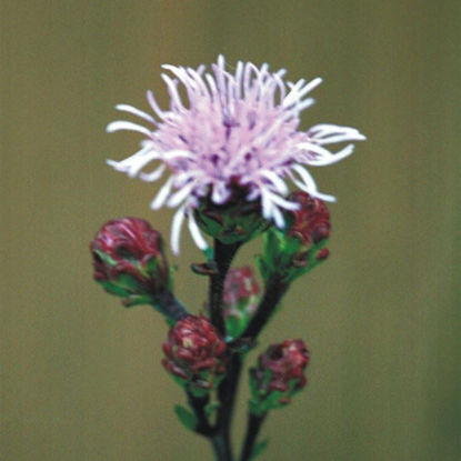 Picture of Meadow Blazing Star - Seed