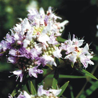 Picture of Mountain Mint - Seed
