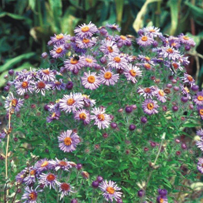 Picture of New England Aster - Seed