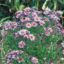 Picture of New England Aster - Seed