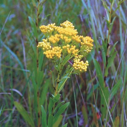 Picture of Ohio Goldenrod - Seed