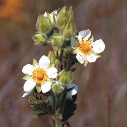 Picture of Prairie Cinquefoil - Seed