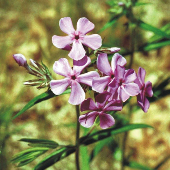 Picture of Prairie Phlox - Seed