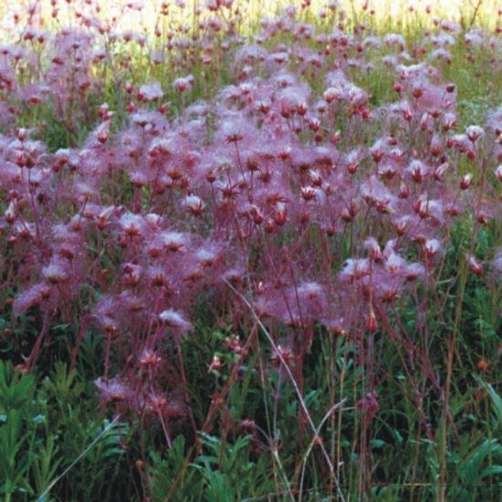 Picture of Prairie Smoke - Seed