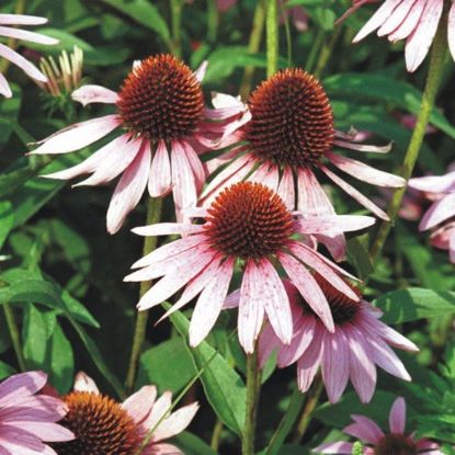 Picture of Purple Coneflower - Seed