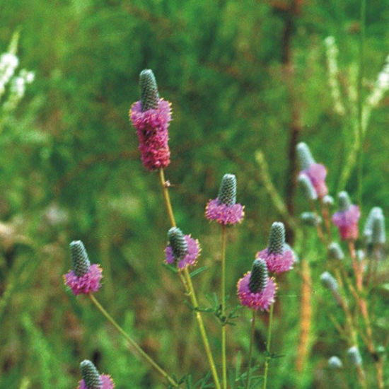 Picture of Purple Prairie Clover - Seed