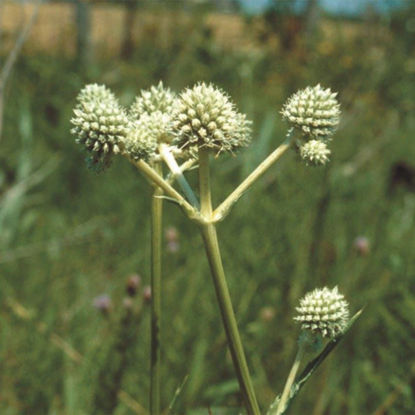 Picture of Rattlesnake Master - Seed