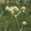 Picture of Rattlesnake Master - Seed