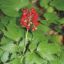 Picture of Red Baneberry - Seed