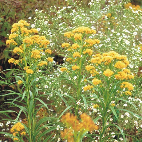 Picture of Riddell's Goldenrod - Seed