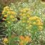 Picture of Riddell's Goldenrod - Seed