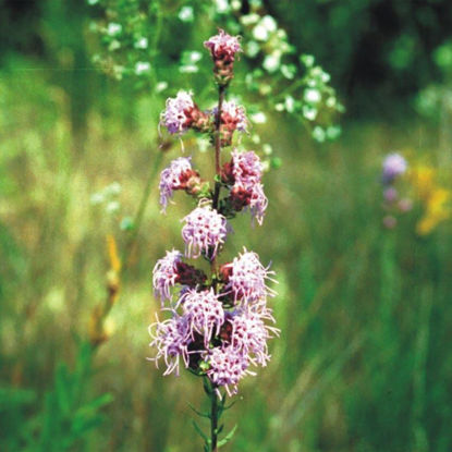 Picture of Rough Blazing Star - Seed