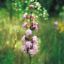 Picture of Rough Blazing Star - Seed