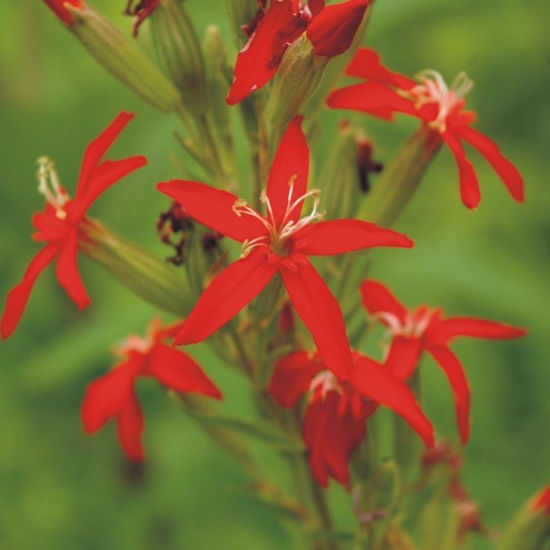 Picture of Royal Catchfly - Seed