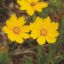 Picture of Sand Coreopsis - Seed