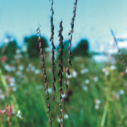 Picture of Side Oats  Grama - Seed