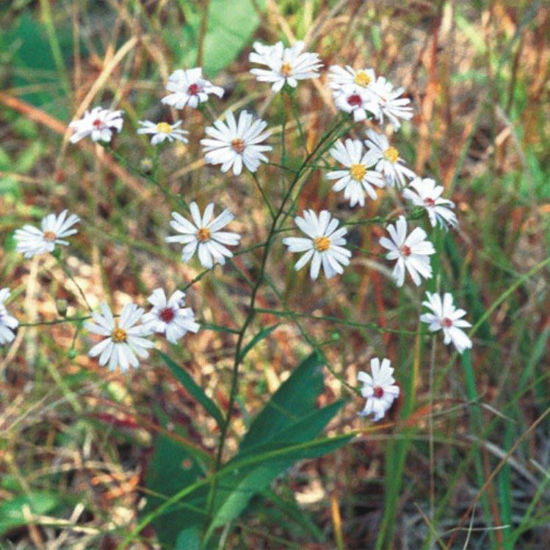 Picture of Smooth Blue Aster - Seed