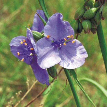 Picture of Spiderwort - Seed