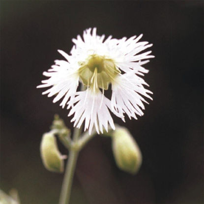 Picture of Starry Campion - Seed