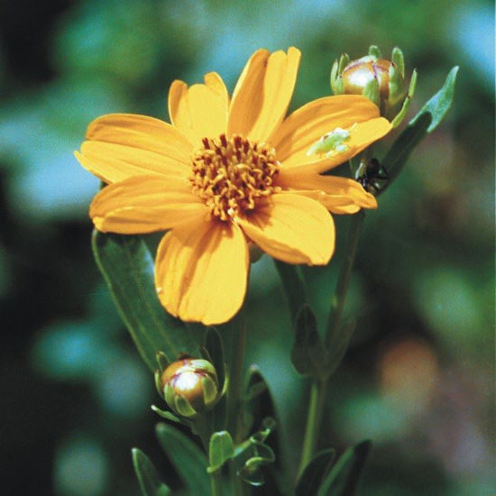 Picture of Stiff Coreopsis - Seed